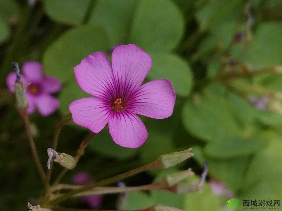 三叶草 gy3543：独特魅力之所在