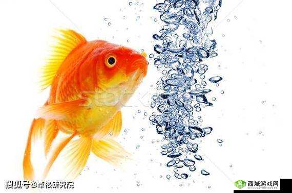 一夹一放怎么放和锦鲤吸水区别是什么:详细解析