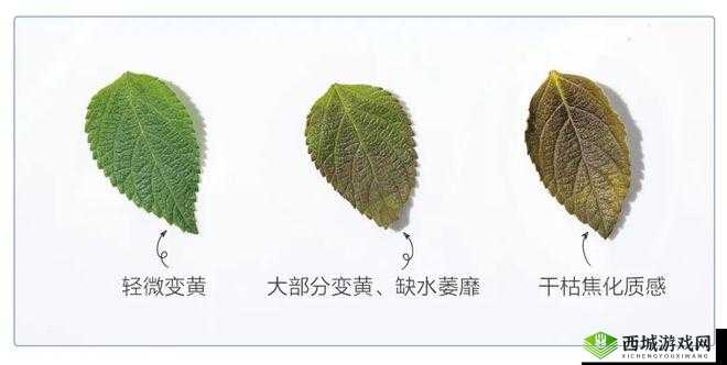 嫩叶草和欧洲的区别：不同之处在哪