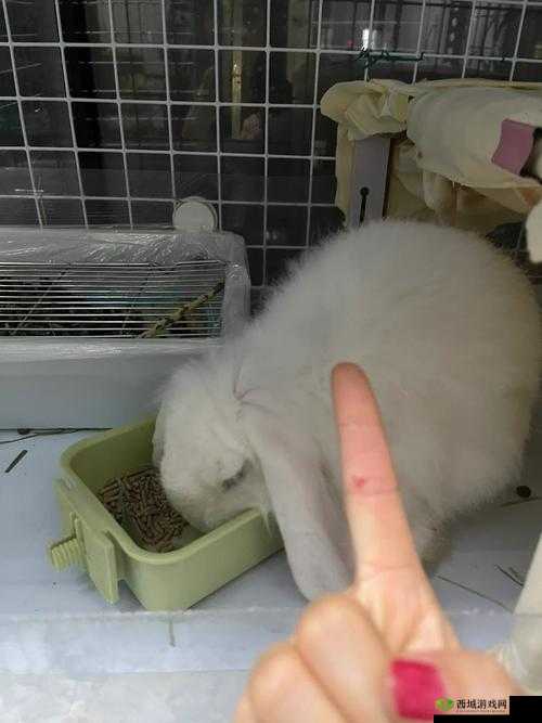 被咬的通红的小白兔子:挣扎还是屈服?