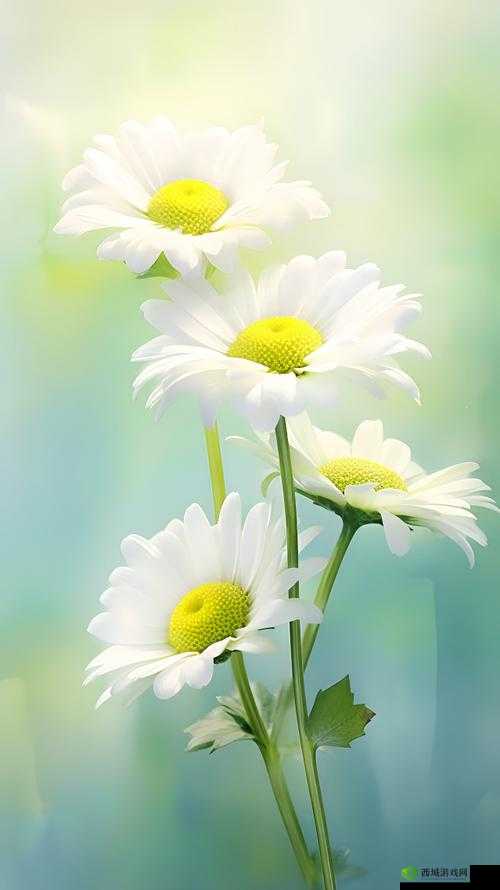 白色小雏菊,清新之美