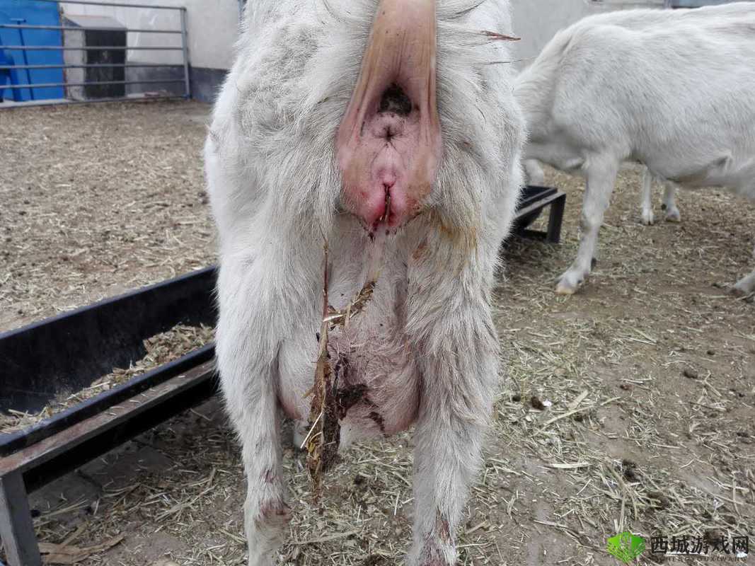 怀孕母羊四个水门特征：产羔率的关键