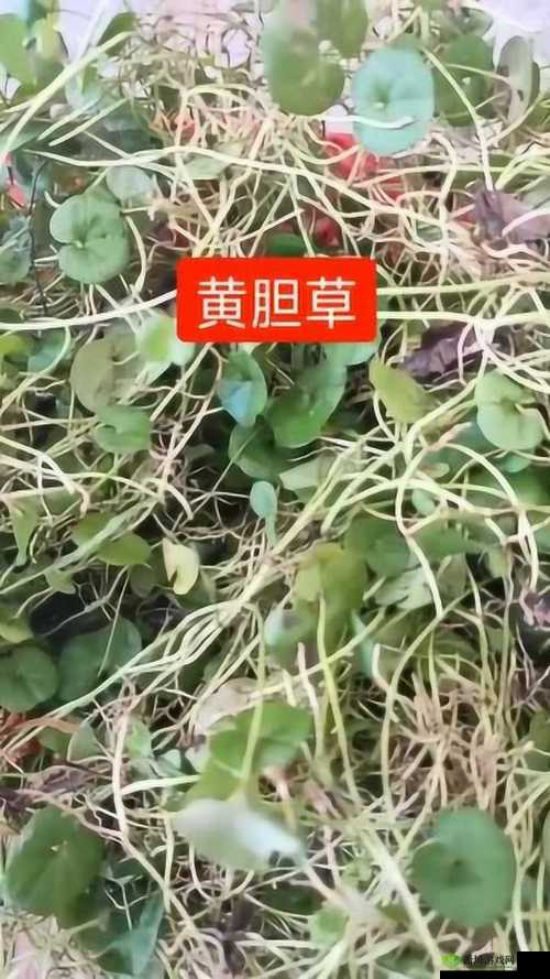 瑙ｉ攣绉樺瘑鑺卞洯BASE.APK瀹夎呭寘鐨勭樺瘑的相关内容