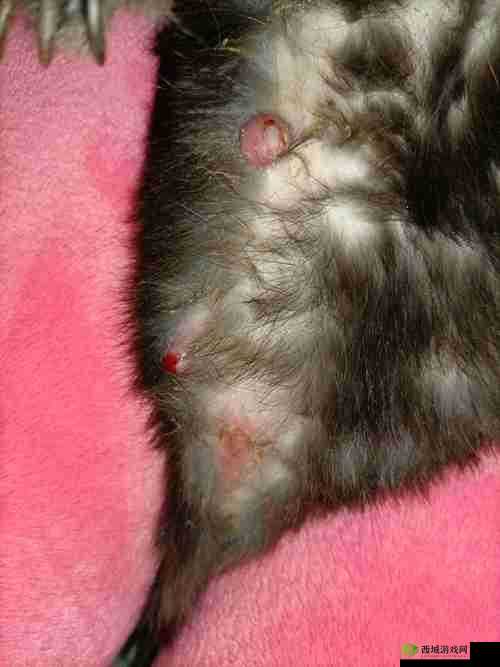 小白兔子被咬的通红：可怜模样令人心疼
