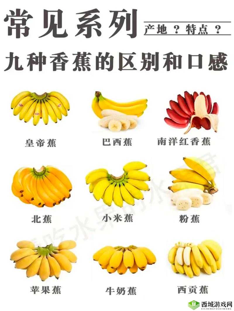 进口香蕉国产香蕉营养区别：到底有何不同
