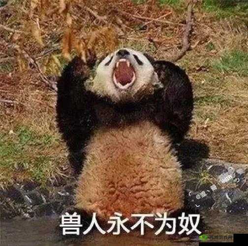 兽人计划中狐的技能永不为奴效果全面深度解析