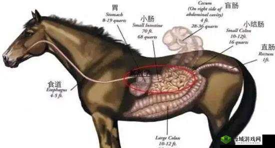 羊的水门打开全过程图解：探究羊生殖系统的秘密