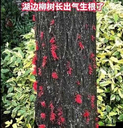 南方潮湿:树长气生根