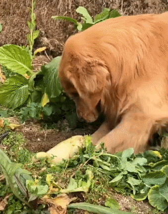 在野外,用小雨伞拔萝卜好吗?