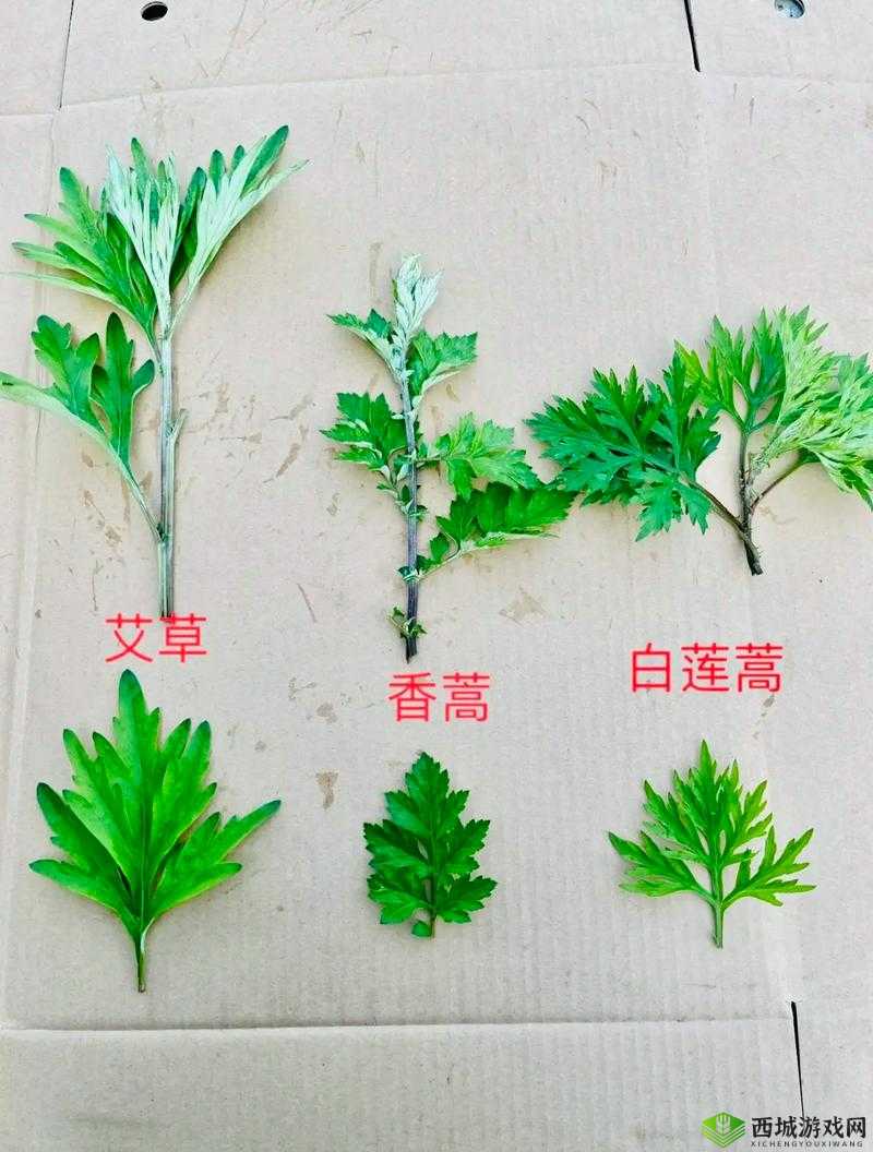 靠艾草通关逃生游戏：艾草的奇妙用途