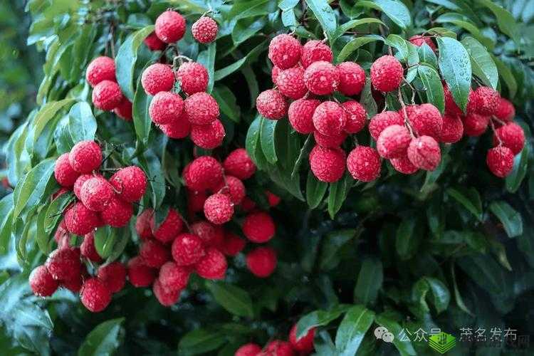 菠萝导航：指引上网之路