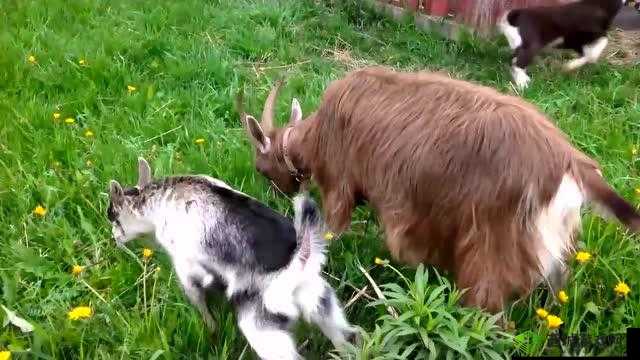 欢脱羊羊模拟冒险:山羊的游戏神经快乐泛滥纪