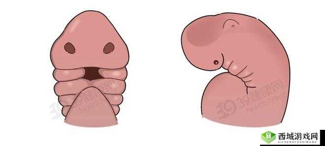 蛋蛋立了长什么样:探索蛋蛋的奥秘