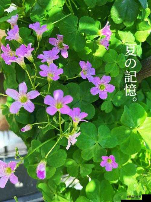 gx3823 三叶草：独特的魅力存在