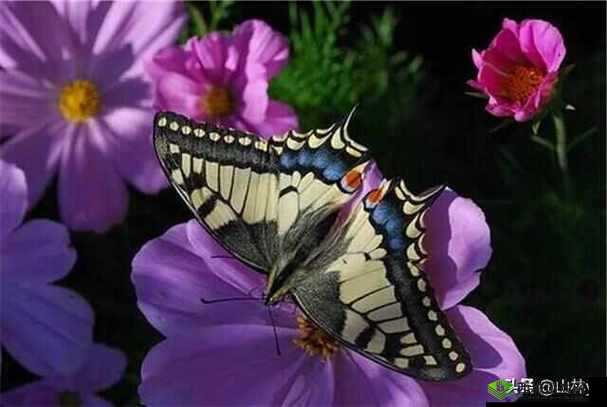 女生稀有的蝴蝶比特征:独特魅力的展现