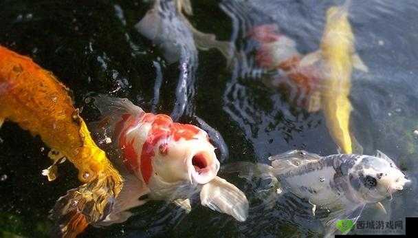 会鲤鱼吸水能否抓住男人心?