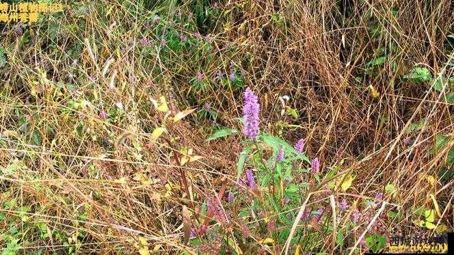 铜铜铜铜铜铜铜铜青青草:无法抵挡的诱惑