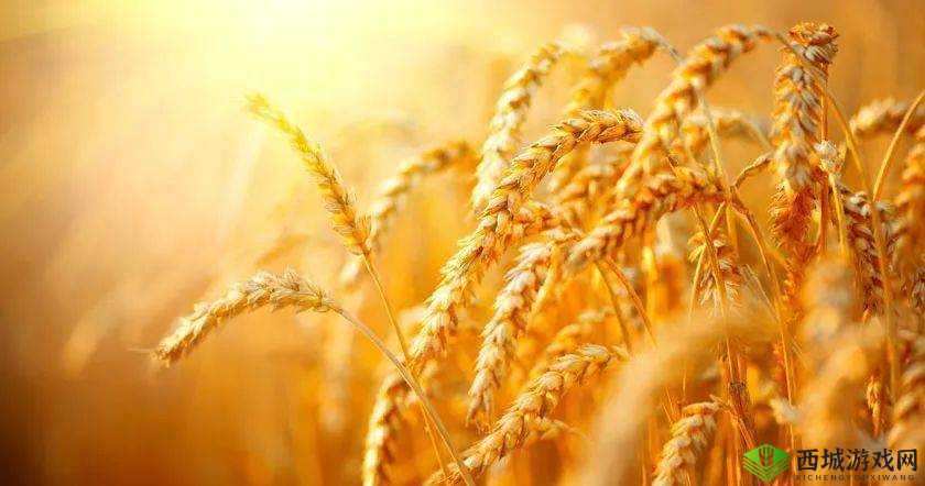 韩国朋友家的麦子：丰收的喜悦与希望