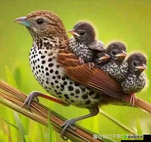 人与兽 videa 奥美片:超越物种的情感碰撞