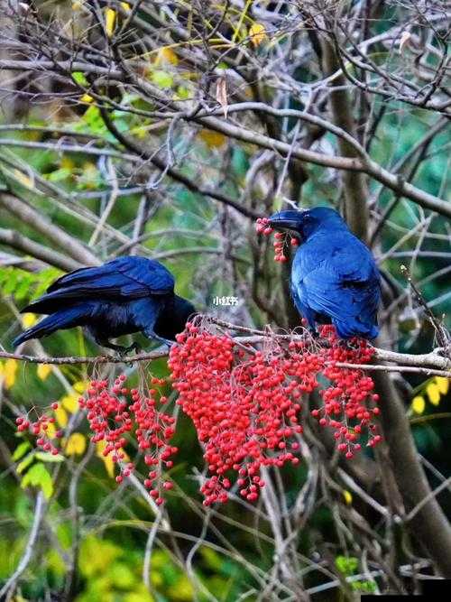 深度按摩鸦鸦吃肉不吃是素笔:极致享受的私密体验