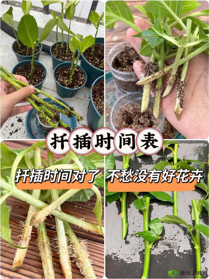 欧式 72 种扦插法的注意事项