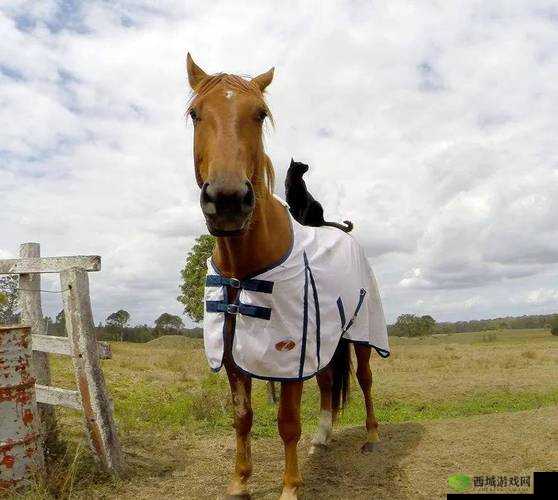 人与兽交互：奇妙的跨物种交流之旅