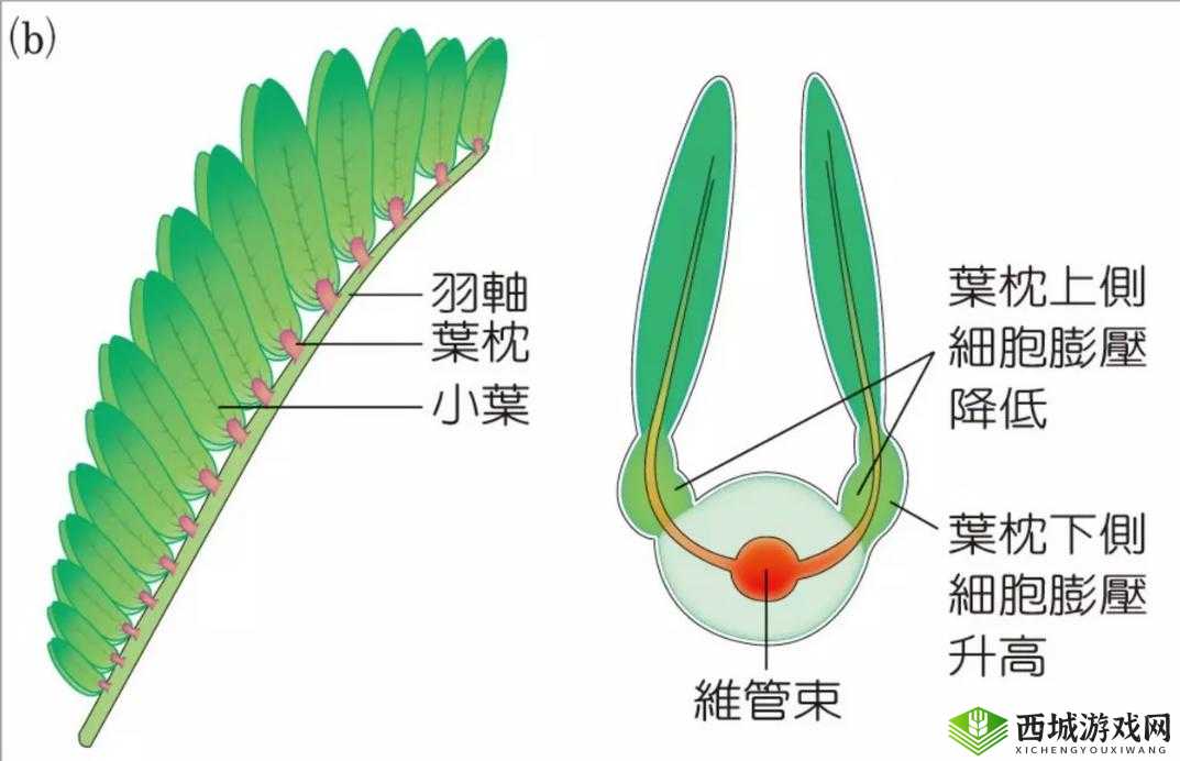 含羞草的茎早晚特点:奇妙的伸缩变化
