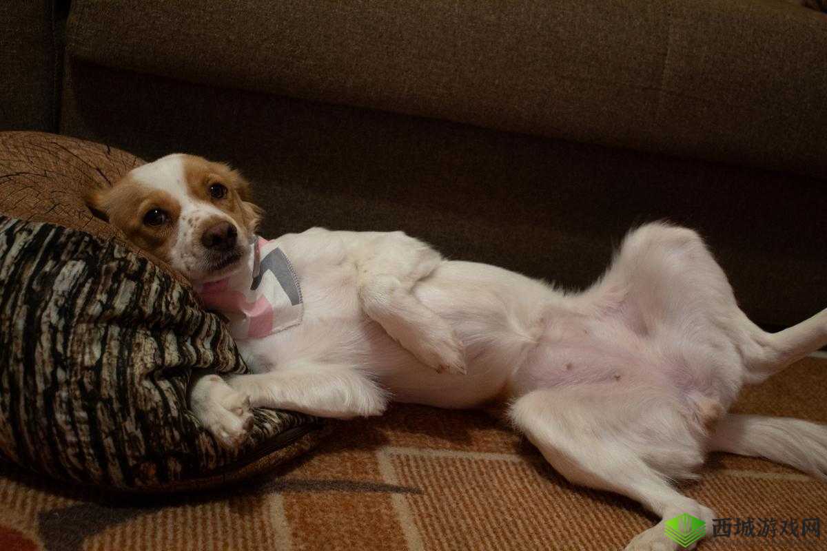 狗狗的东西又硬又长怎么办:寻求解决方案