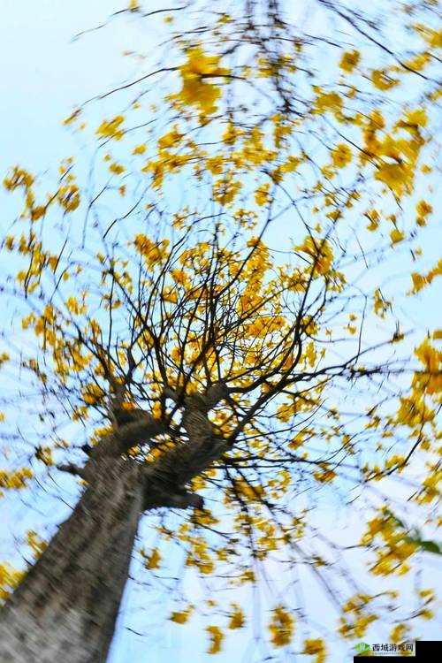 在睡前 c1v1:温馨时刻的心灵交流