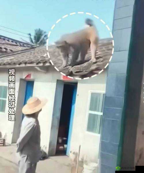 二人生猴子全程无被子：别样奇妙经历
