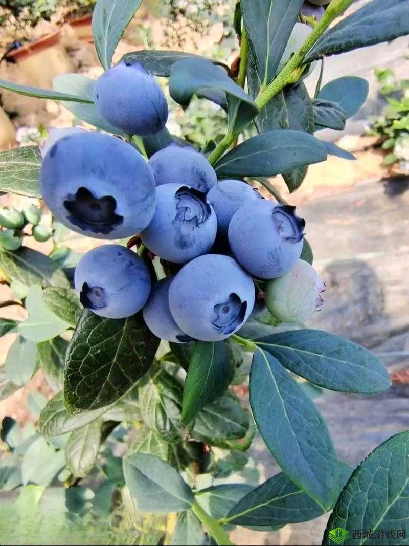 女生啊你 tm 别了蓝莓:别再这样啦