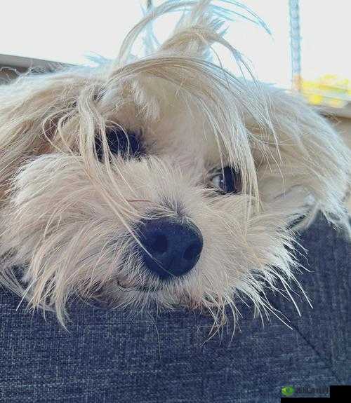 狗狗的东西又硬又烫:关于这个现象的一些思考