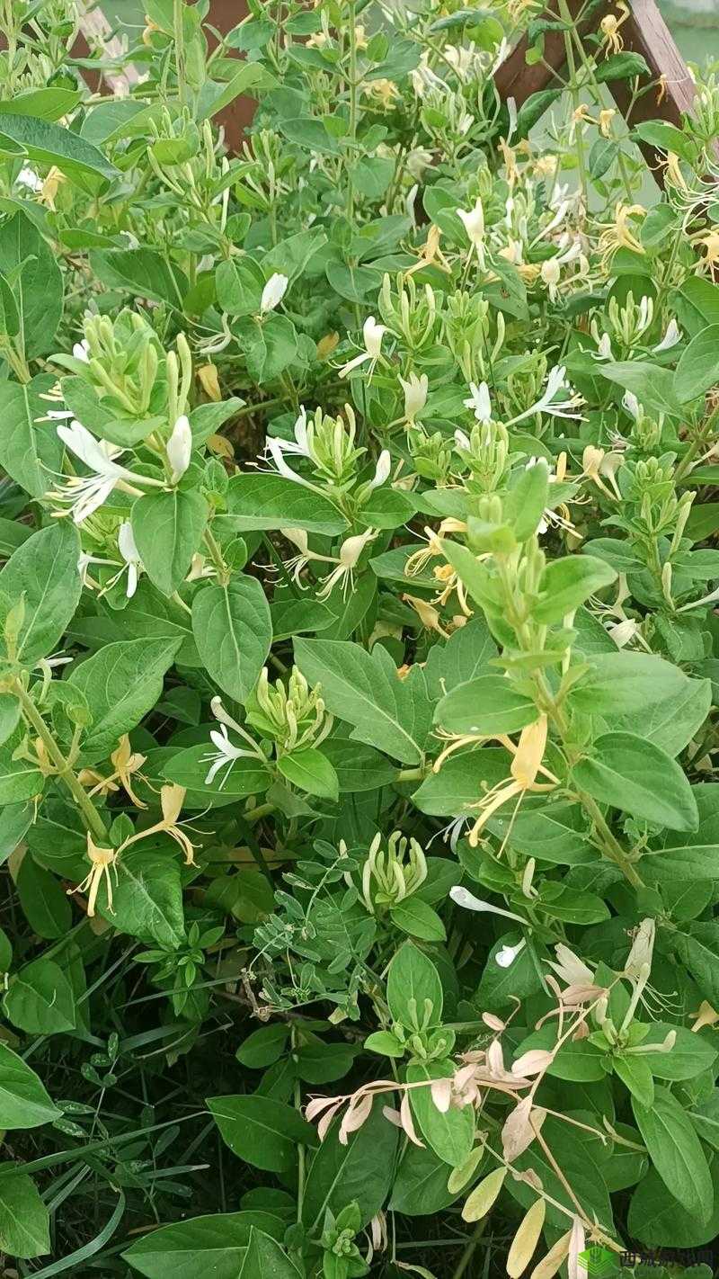 银色器物 TXL 金银花：神秘的存在