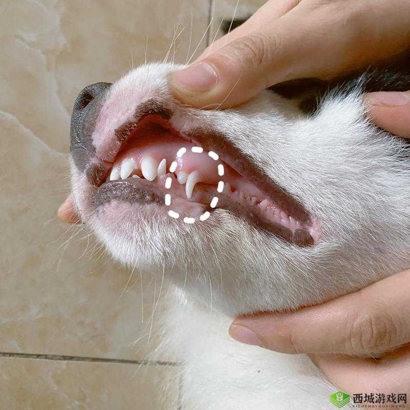 狗狗的东西又硬又长怎么办:求助