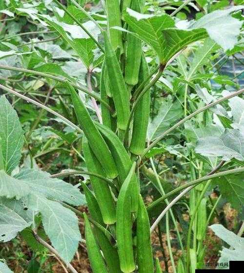 未满十八岁的人能吃秋葵吗:答案在这里