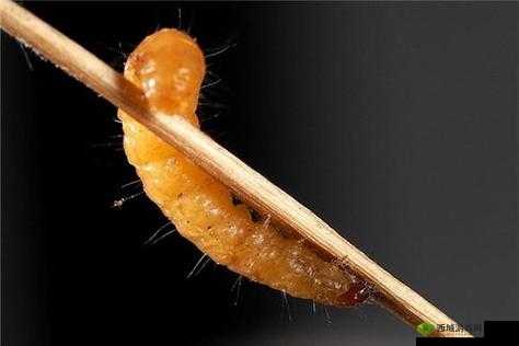 永恒之柱2巨型洞穴蛆虫攻略:简单有效的蛆虫打法指南