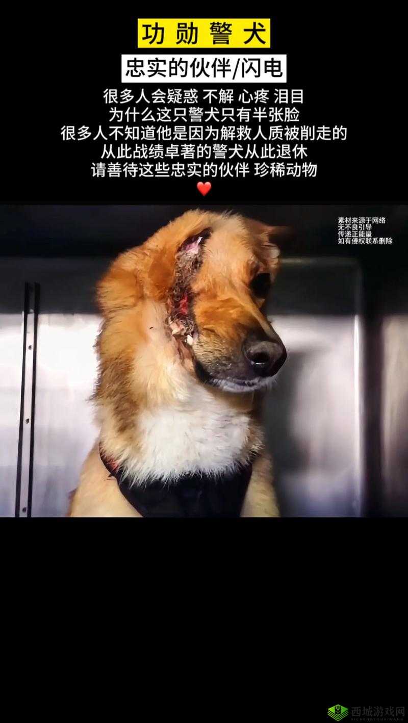 张警犬三部曲在哪里:探寻其踪迹
