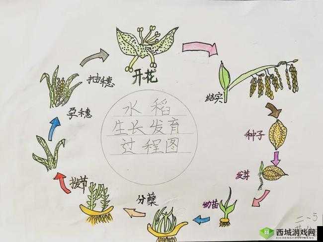 利用高德地图探寻水稻种植的具体方法