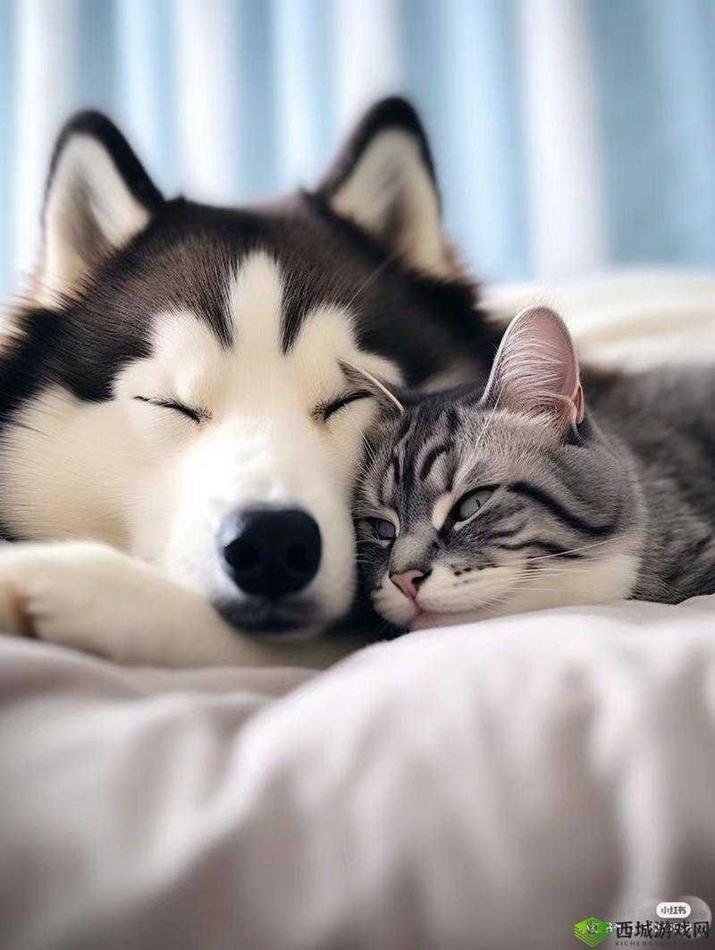 人与兽乂乂乂乂:一场跨越物种的情感纠葛