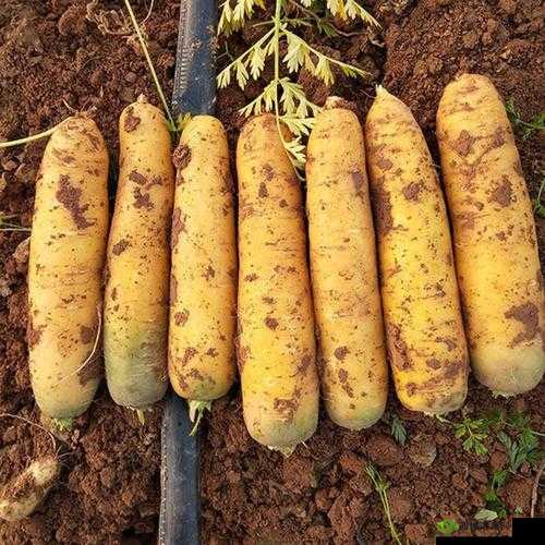 萝卜黄 9.1:独特的品种优势