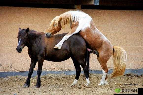 探索人马配种技术奥秘:揭秘繁殖过程