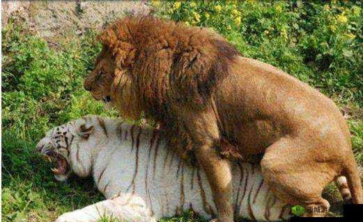 人与兽交配：道德与伦理的边界