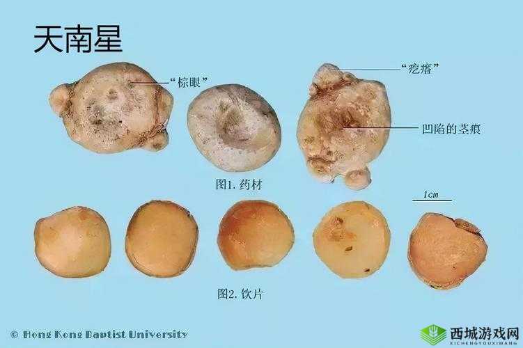 悠久之树南星的技能全解析 带你领略南星的强大能力所在