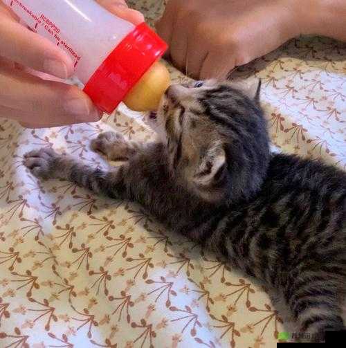 小孩儿半夜喂女神吃困吧之趣事