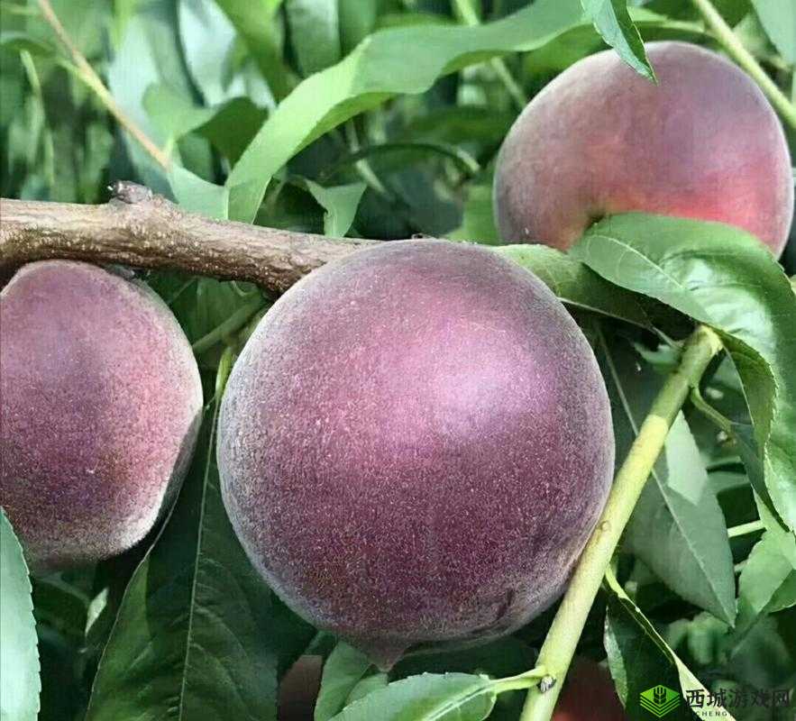 高能手办团皇后黑桃攻略 全难度通关阵容与站位详细分享