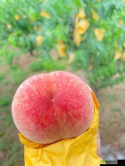 多汁甜美：日本水蜜桃身体的诱人魅力