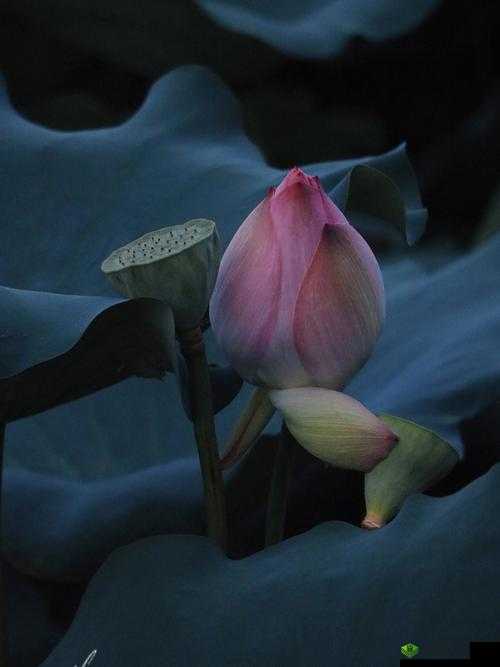 女性半夜莲花开放会自愈吗健康新视角之探索