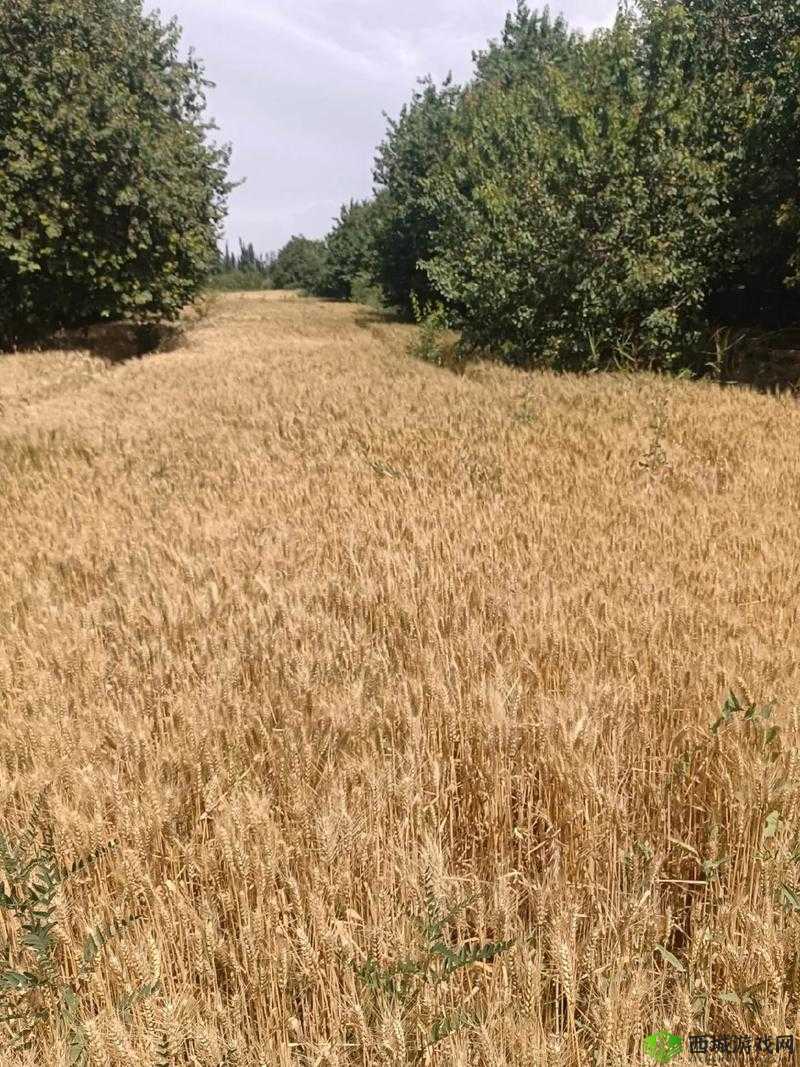 兄弟换麦子 4:别样故事演绎