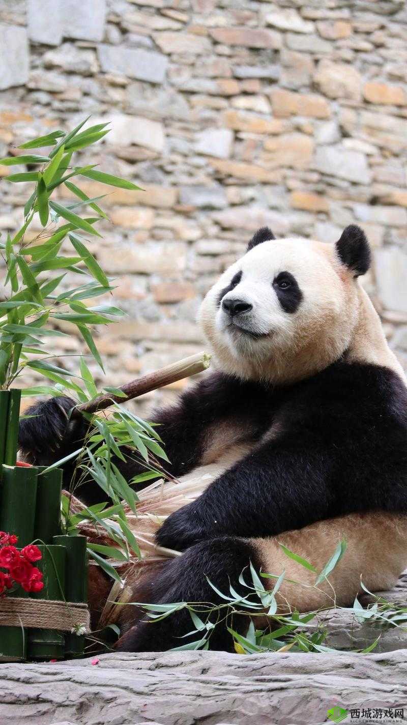 xo88.xy 库福宝解锁版新功能来袭