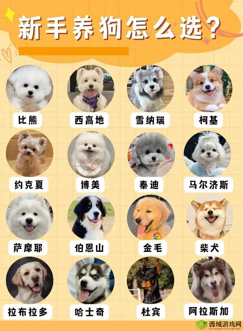 我的狗老公和拉婆婆一起的奇妙生活